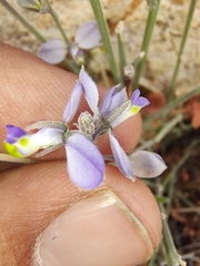 Polygala magdalenae