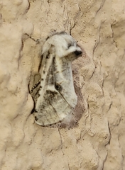 Comadia albistriga