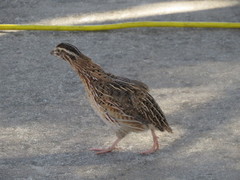 Coturnix