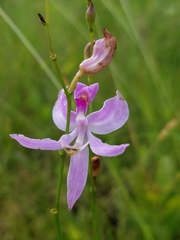 Calopogon pallidus