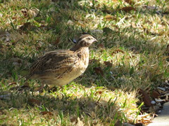 Coturnix