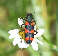 Trichodes punctatus