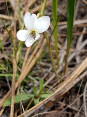 Viola vittata