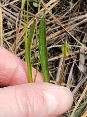 Viola vittata