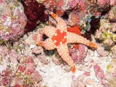 Fromia nodosa