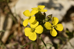 Erysimum nevadense collisparsum