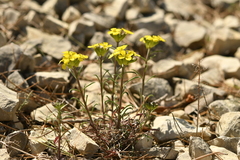 Erysimum nevadense collisparsum