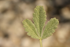 Potentilla cinerea