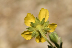 Potentilla cinerea
