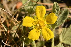 Potentilla cinerea