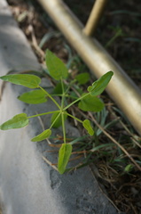 Rubia sylvatica