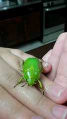Chrysina psittacina