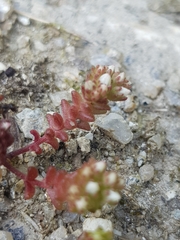 Sedum arenarium