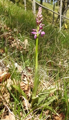 Orchis × penzigiana