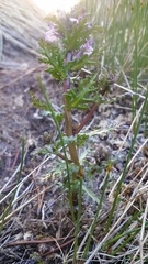 Pedicularis parviflora