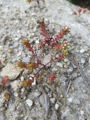 Sedum arenarium