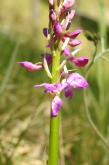 Orchis × penzigiana