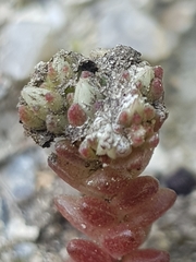 Sedum arenarium