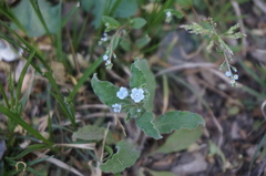 Bothriospermum chinense