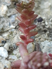 Sedum arenarium