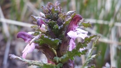 Pedicularis parviflora