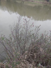 Cotoneaster tauricus