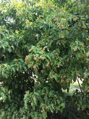 Acer ginnala