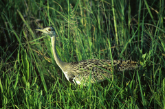 Lissotis melanogaster