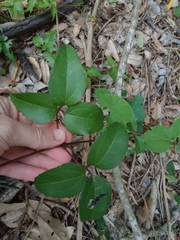 Clematis bonariensis