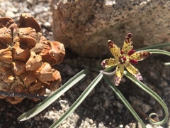 Fritillaria pinetorum