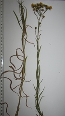 Hieracium umbellatum filifolium