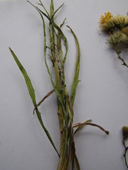 Hieracium umbellatum filifolium