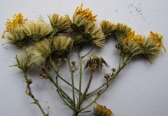 Hieracium umbellatum filifolium