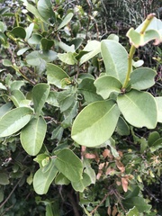 Daphnopsis racemosa