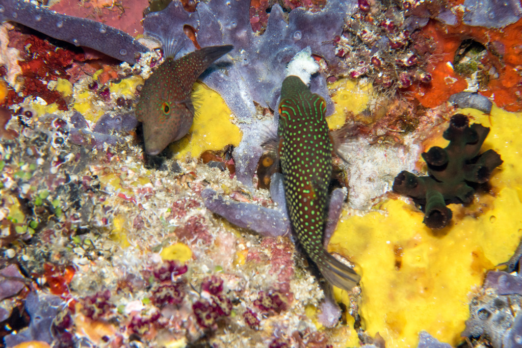 Spotted puffer