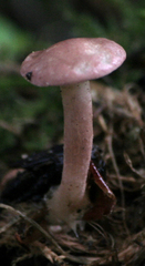 Calocybe carnea
