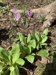 Primula fassettii