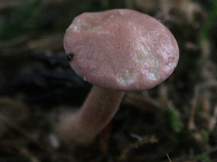 Calocybe carnea