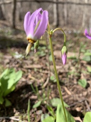 Primula fassettii