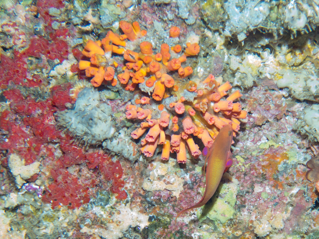 Cladopsammia gracilis