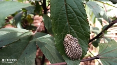 Hyperolius riggenbachi