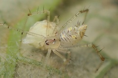 Chrysso lingchuanensis