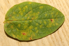 Uredo androsaemi