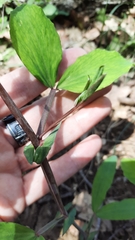 Lathyrus rotundifolius