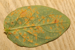 Uredo androsaemi