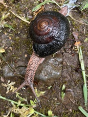 Monadenia infumata