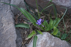 Viola philippica