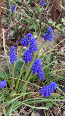 Muscari