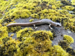 Plethodon asupak