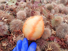 Cucumaria frondosa